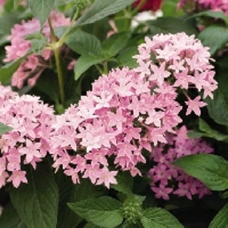 좋은씨앗 펜타스 뉴룩 핑크 약 10 립 - 씨앗 꽃씨 풀씨 꽃 이쁜꽃